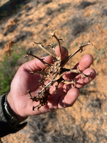 Harpagophytum procumbens, photograph 4