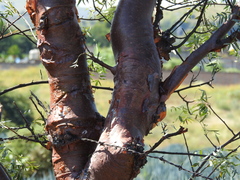 Bursera multijuga