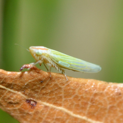 Dikraneura angustata