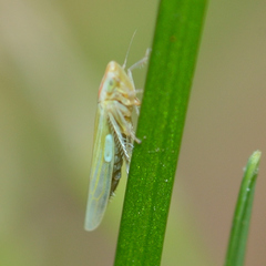 Dikraneura angustata