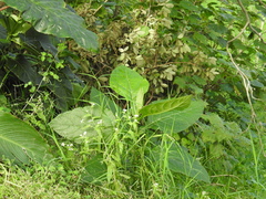 Critonia quadrangularis