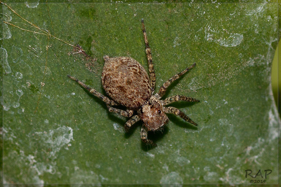 Saitis variegatus