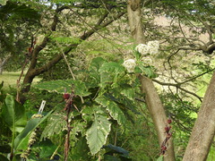 Critonia quadrangularis