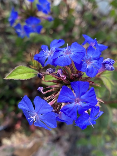 Ceratostigma plumbaginoides