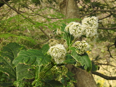 Critonia quadrangularis