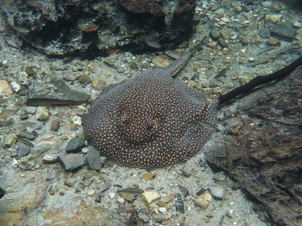 Largespot River Stingray