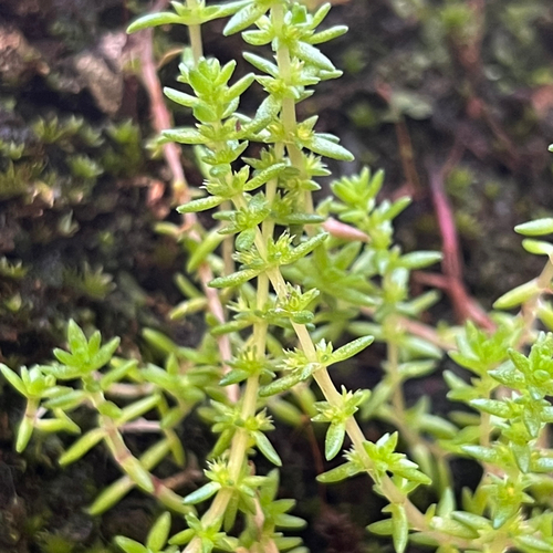 Siberian pygmyweed (Crassula sieberiana)