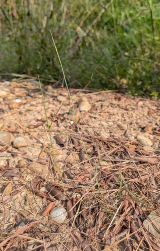 Schizachyrium fragile observed 2025-09-14