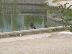 Columba livia domestica