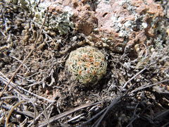 Coryphantha echinoidea