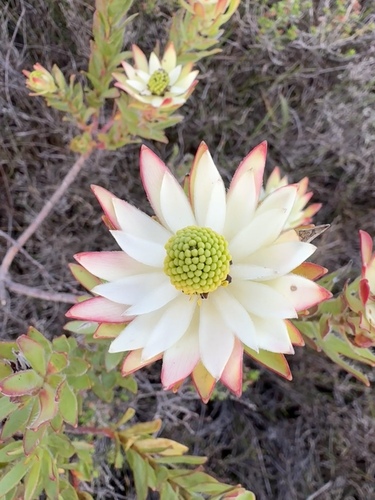 Leucadendron stelligerum, photograph 6