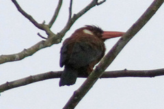 Galbalcyrhynchus leucotis