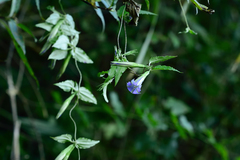 Tripterospermum lanceolatum