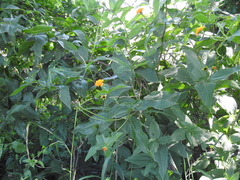 Lasianthaea macrocephala