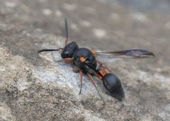 Leptochilus cruentatus