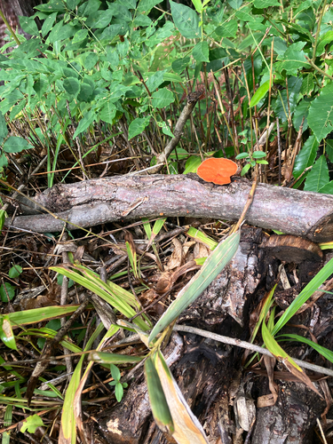 Trametes coccinea