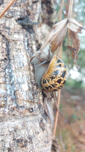 Cornu aspersum