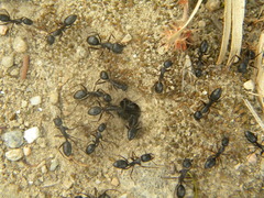 Camponotus