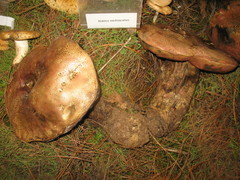 Boletus michoacanus