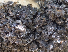 Collema flaccidum