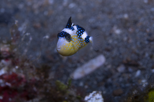 Flat-nailed triggerfish (Abalistes stellatus) — Balistidae — 4