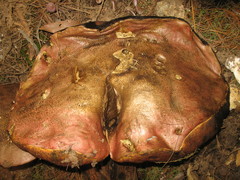 Boletus michoacanus