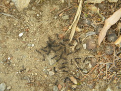 Camponotus
