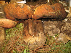 Boletus michoacanus
