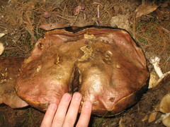 Boletus michoacanus