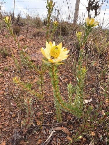 Leucadendron stelligerum, photograph 4