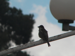 Passer domesticus