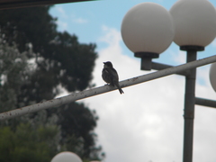Passer domesticus