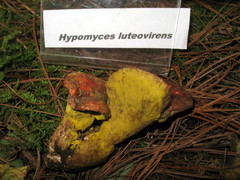 Hypomyces luteovirens