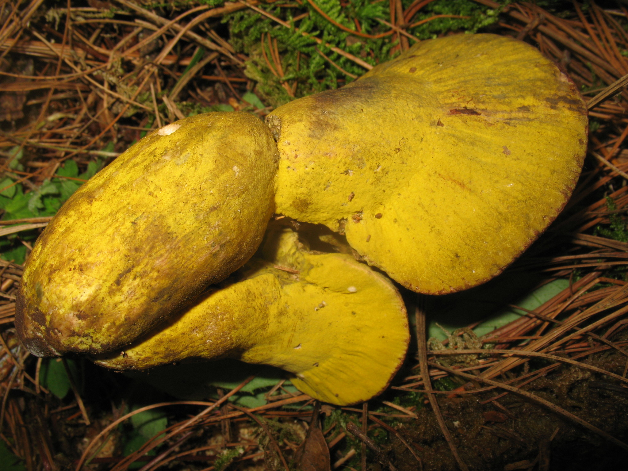 Hypomyces luteovirens image