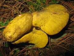 Hypomyces luteovirens