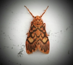 Ammatho cuneonotatus
