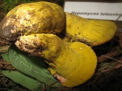 Hypomyces luteovirens