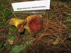 Hypomyces luteovirens