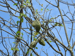 Gonolobus grandiflorus