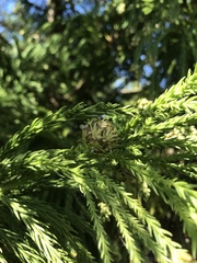 Cryptomeria