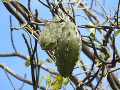 Gonolobus grandiflorus