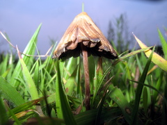 Psilocybe mexicana