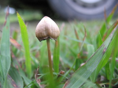 Psilocybe mexicana