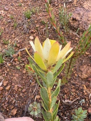 Leucadendron stelligerum, photograph (c) Charleen Brunke, some rights reserved (CC BY)