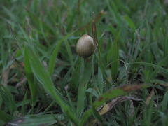 Psilocybe mexicana
