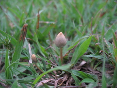 Psilocybe mexicana