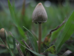 Psilocybe mexicana
