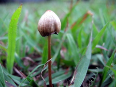 Psilocybe mexicana