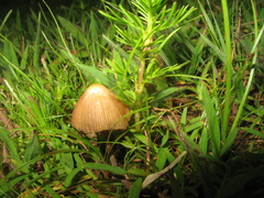Psilocybe mexicana