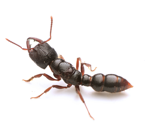 澳洲钝猛蚁Amblyopone australis